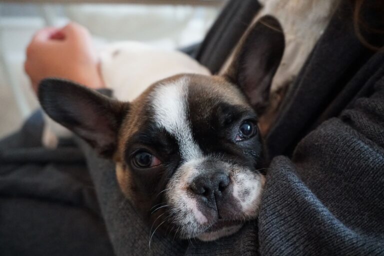 Adorable French Bulldog puppy comfortably resting in a woman's arms, showcasing cuteness and warmth.