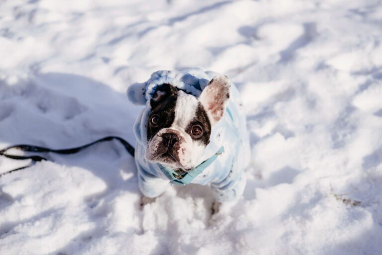 Adorable French Bulldog in a blue jacket enjoying the snowy outdoors during winter in Warsaw, Poland.