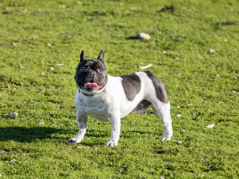Adorable French Bulldog enjoying outdoors on lush grass in Granada, Spain.