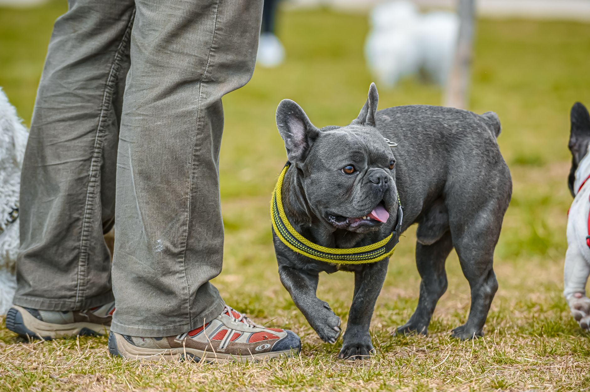 A gray French Bulldog wearing a yellow harness walks on grass beside a person wearing grey pants and sneakers.