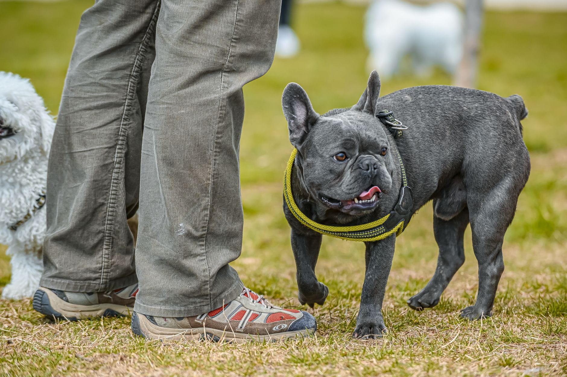 French Bulldog walking outdoors with owner, highlighting pet companionship.