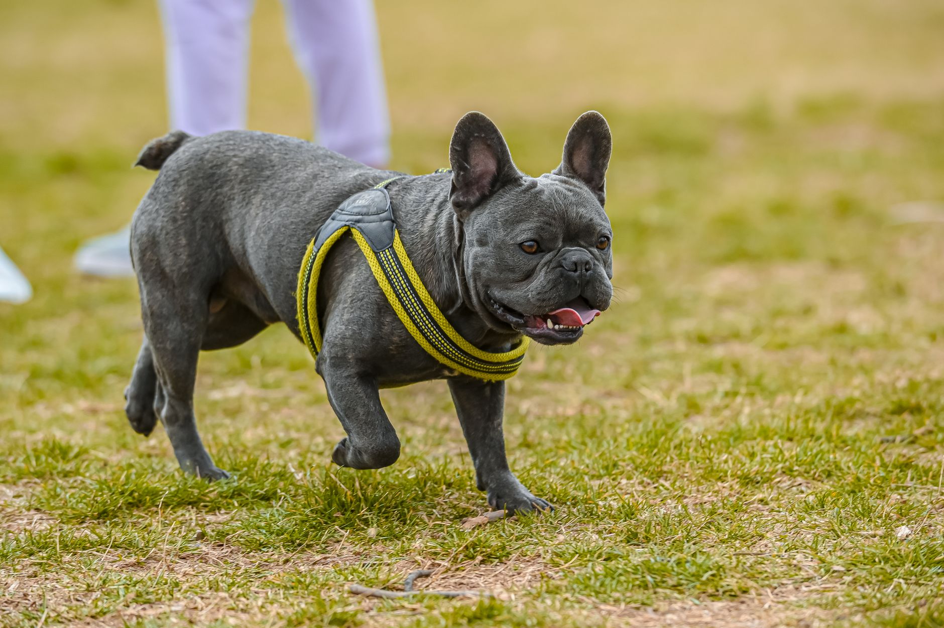 Close-up of a French Bulldog running in a grassy field, showcasing energy and playfulness.
