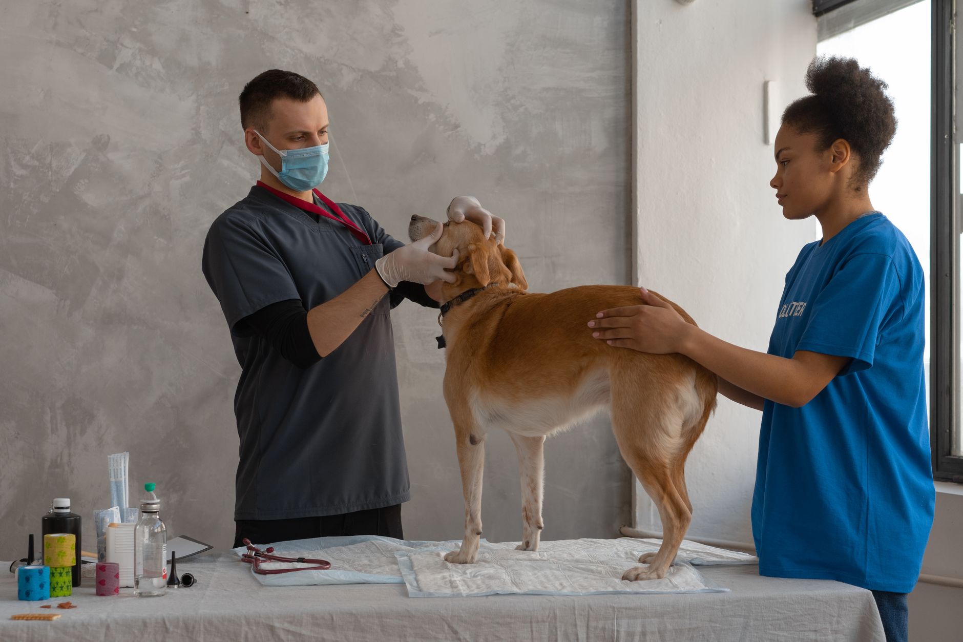 Veterinarian examines a dog assisted by a professional in a clinic setting.