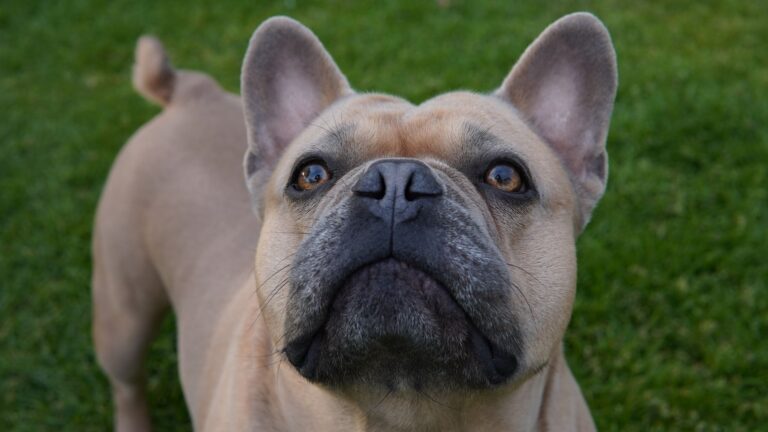 Adorable close-up of a French Bulldog standing on grass with alert eyes.