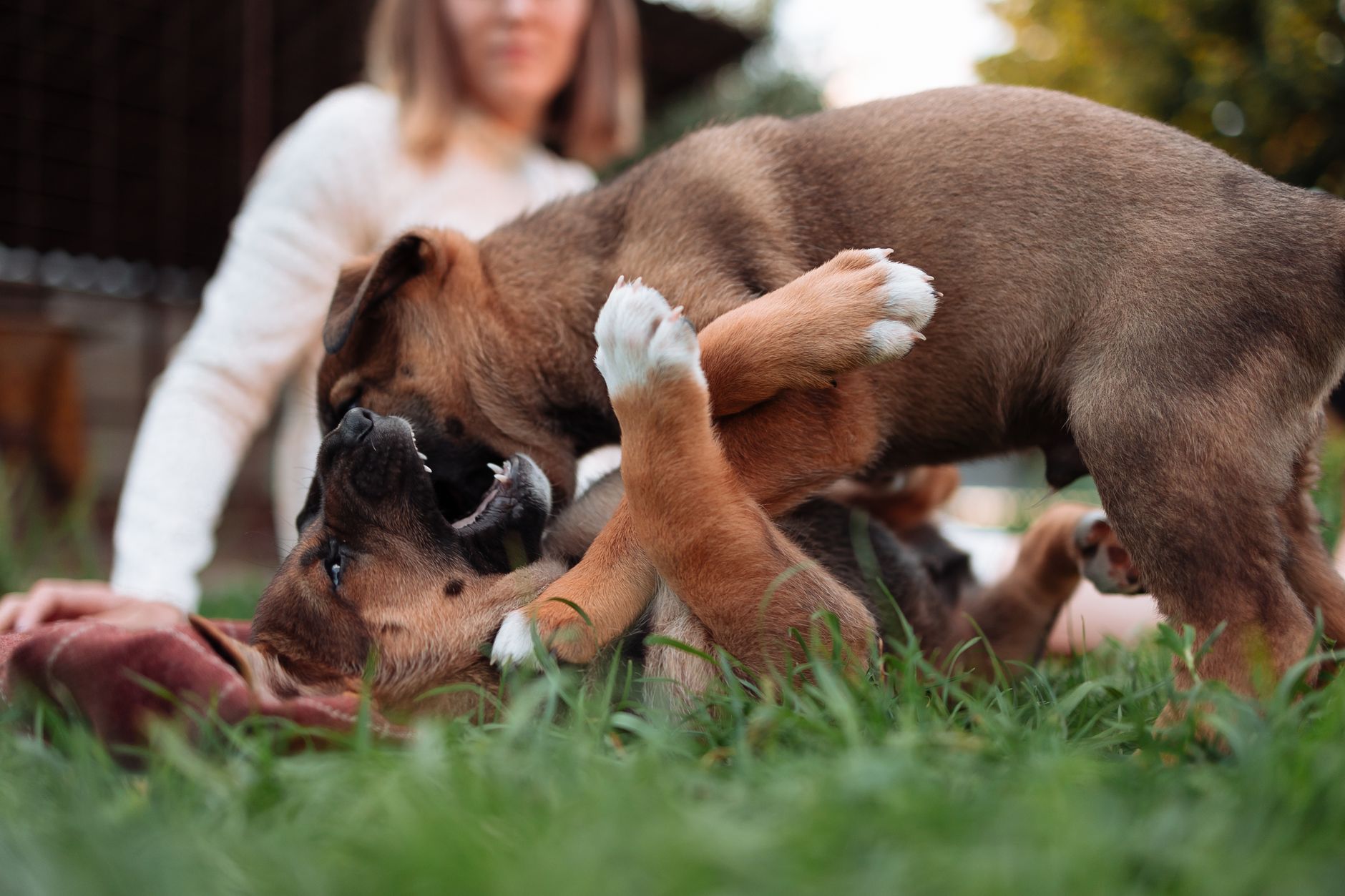 Two puppies playing energetically on a lawn, capturing a moment of playful energy.