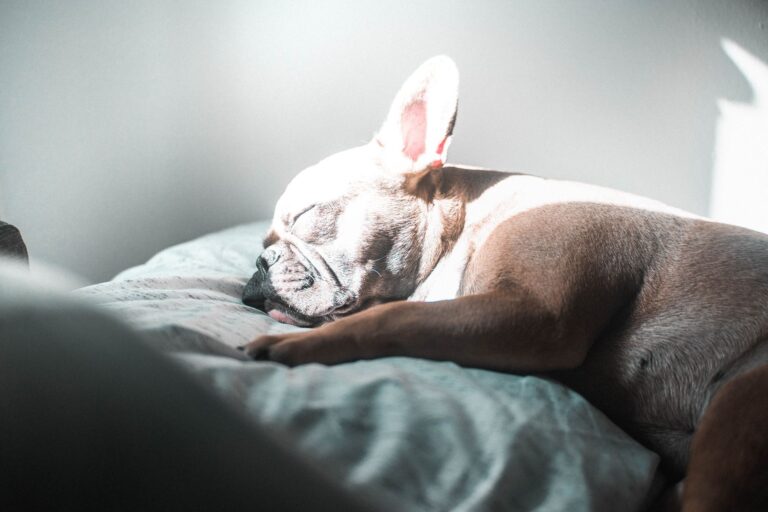 A serene French Bulldog enjoys a peaceful nap in the soft sunlight.